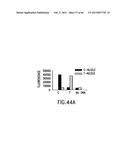 PRIMERS AND METHODS FOR THE DETECTION AND DISCRIMINATION OF NUCLEIC ACIDS diagram and image