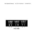 PRIMERS AND METHODS FOR THE DETECTION AND DISCRIMINATION OF NUCLEIC ACIDS diagram and image