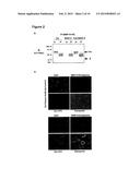 Clusterin Pharmaceuticals and Treatment Methods Using the Same diagram and image