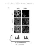 COMBINATION THERAPY FOR THE TREATMENT OF CANCER diagram and image