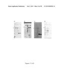 CFTR MRNA COMPOSITIONS AND RELATED METHODS AND USES diagram and image