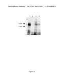 CFTR MRNA COMPOSITIONS AND RELATED METHODS AND USES diagram and image