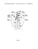 CFTR MRNA COMPOSITIONS AND RELATED METHODS AND USES diagram and image