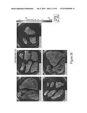 CFTR MRNA COMPOSITIONS AND RELATED METHODS AND USES diagram and image