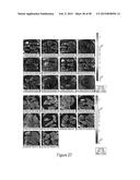 CFTR MRNA COMPOSITIONS AND RELATED METHODS AND USES diagram and image