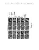 CFTR MRNA COMPOSITIONS AND RELATED METHODS AND USES diagram and image