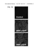 MITOCHONDRIAL TARGETED RNA EXPRESSION SYSTEM AND USE THEREOF diagram and image