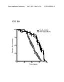 MITOCHONDRIAL TARGETED RNA EXPRESSION SYSTEM AND USE THEREOF diagram and image