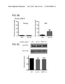 MITOCHONDRIAL TARGETED RNA EXPRESSION SYSTEM AND USE THEREOF diagram and image