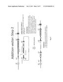 Animal Models and Therapeutic Molecules diagram and image