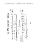 Animal Models and Therapeutic Molecules diagram and image