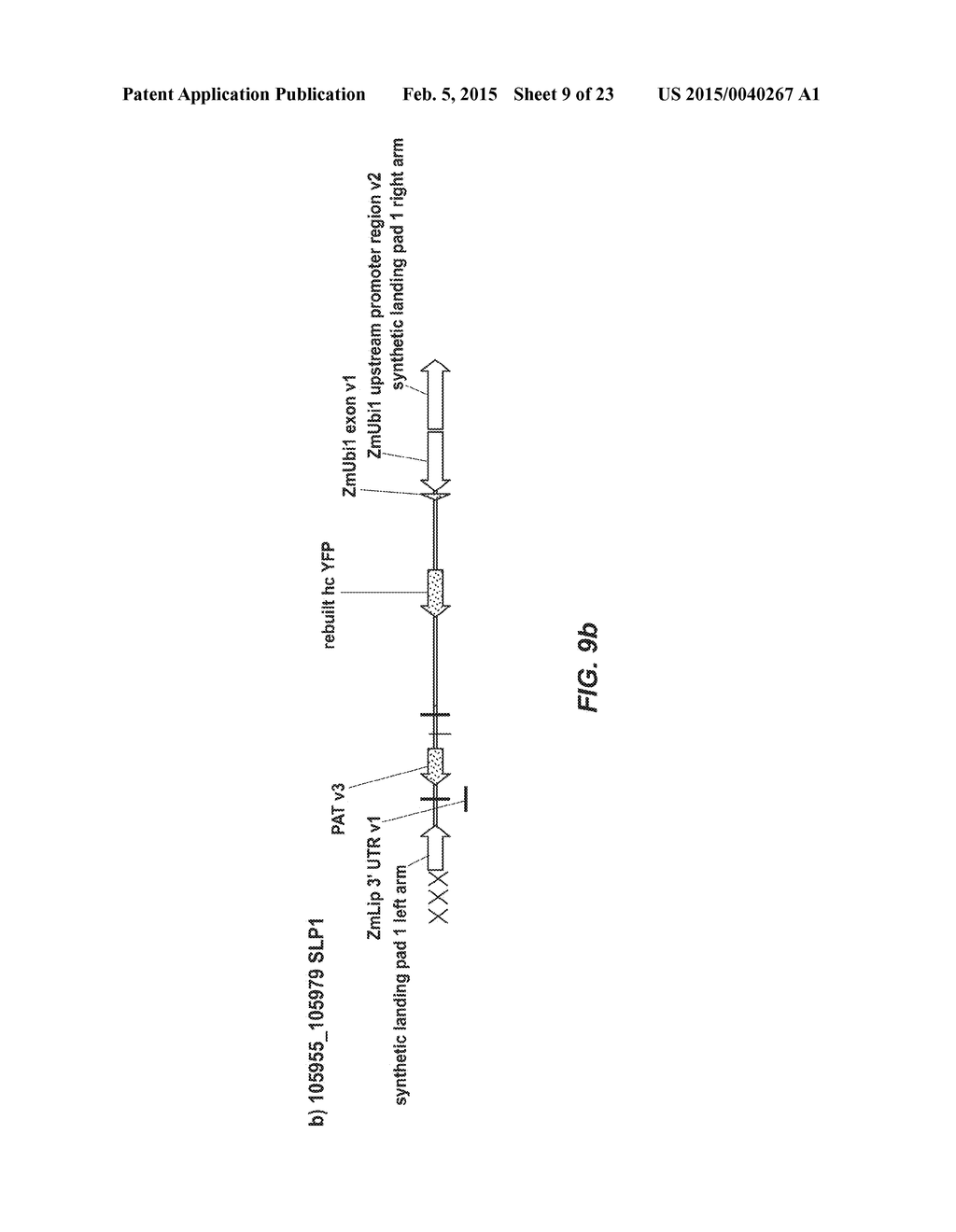 ENGINEERED LANDING PADS FOR GENE TARGETING IN PLANTS - diagram, schematic, and image 10