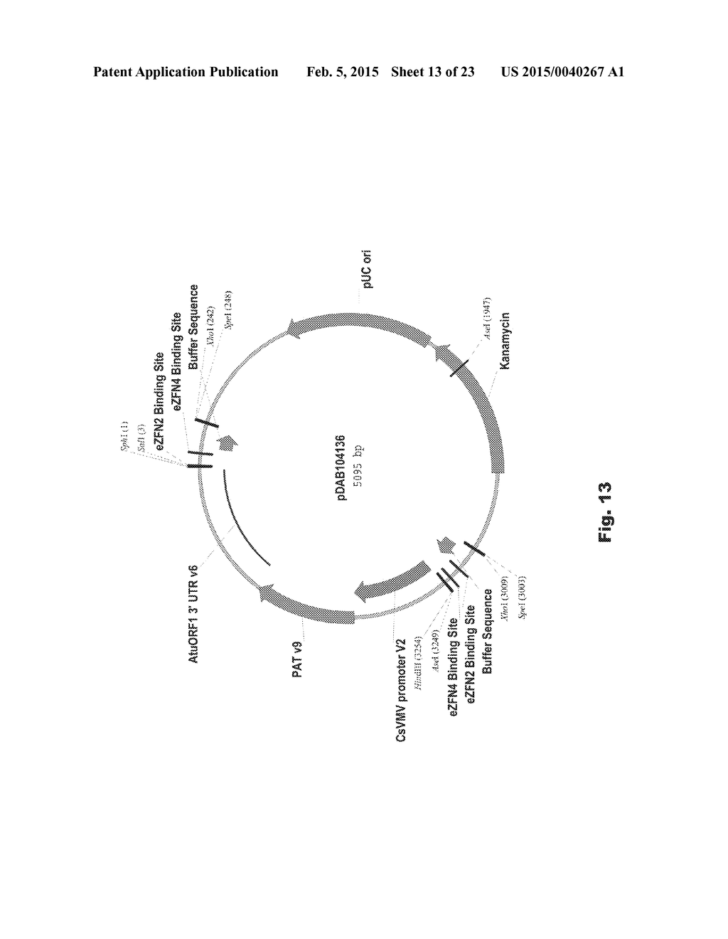 ENGINEERED LANDING PADS FOR GENE TARGETING IN PLANTS - diagram, schematic, and image 14