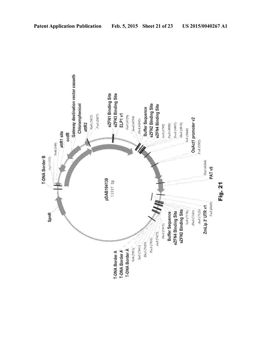 ENGINEERED LANDING PADS FOR GENE TARGETING IN PLANTS - diagram, schematic, and image 22