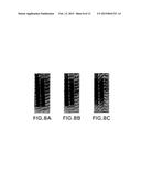 POLYACRYLAMIDE GEL FOR USE WITH TRADITIONAL AND NON-TRADITIONAL     ELECTROPHORESIS RUNNING BUFFERS diagram and image