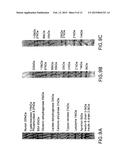 POLYACRYLAMIDE GEL FOR USE WITH TRADITIONAL AND NON-TRADITIONAL     ELECTROPHORESIS RUNNING BUFFERS diagram and image