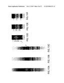 POLYACRYLAMIDE GEL FOR USE WITH TRADITIONAL AND NON-TRADITIONAL     ELECTROPHORESIS RUNNING BUFFERS diagram and image