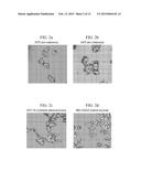 FLUORESCENT PHOSPHOLIPID ETHER COMPOUNDS, COMPOSITIONS, AND METHODS OF USE diagram and image