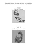 FLUORESCENT PHOSPHOLIPID ETHER COMPOUNDS, COMPOSITIONS, AND METHODS OF USE diagram and image