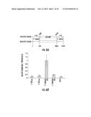 METHODS OF TREATING A FLAVIVIRIDAE FAMILY VIRAL INFECTION, COMPOSITIONS     FOR TREATING A FLAVIVIRIDAE FAMILY VIRAL INFECTION, AND SCREENING ASSAYS     FOR IDENTIFYING COMPOSITIONS FOR TREATING A FLAVIVIRIDAE FAMILY VIRAL     INFECTION diagram and image