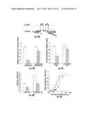 METHODS OF TREATING A FLAVIVIRIDAE FAMILY VIRAL INFECTION, COMPOSITIONS     FOR TREATING A FLAVIVIRIDAE FAMILY VIRAL INFECTION, AND SCREENING ASSAYS     FOR IDENTIFYING COMPOSITIONS FOR TREATING A FLAVIVIRIDAE FAMILY VIRAL     INFECTION diagram and image