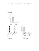 METHODS OF TREATING A FLAVIVIRIDAE FAMILY VIRAL INFECTION, COMPOSITIONS     FOR TREATING A FLAVIVIRIDAE FAMILY VIRAL INFECTION, AND SCREENING ASSAYS     FOR IDENTIFYING COMPOSITIONS FOR TREATING A FLAVIVIRIDAE FAMILY VIRAL     INFECTION diagram and image