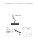 N-DOMAIN OF CARCINOEMBRYONIC ANTIGEN AND COMPOSITIONS, METHODS AND USES     THEREOF diagram and image