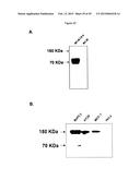 N-DOMAIN OF CARCINOEMBRYONIC ANTIGEN AND COMPOSITIONS, METHODS AND USES     THEREOF diagram and image