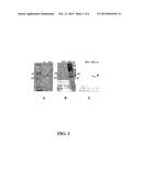 Oral Vaccine For Borrelia diagram and image