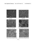 USE OF RADIX SALVIAE MILTIORRHIZAE (DANSHEN) OR ITS PREPARATIONS IN     PREPARATION OF DRUGS FOR TREATING DISEASES RELATED TO HEPATIC FIBROSIS diagram and image