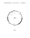 METHYLOTROPHS FOR AQUACULTURE AND ANIMAL FEED diagram and image