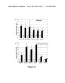 METHODS OF CONTROLLING FRUCTAN SYNTHESIS IN PLANTS diagram and image