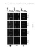 NANO-GAP ARTICLES AND METHODS OF MANUFACTURE diagram and image