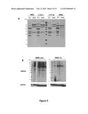 Method and a Kit To Detect Malignant Tumors and Provide a Prognosis diagram and image