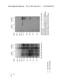 MEANS AND METHODS FOR DETERMINING NEUROTOXIN ACTIVITY BASED ON A MODIFIED     LUCIFERASE diagram and image