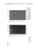 MEANS AND METHODS FOR DETERMINING NEUROTOXIN ACTIVITY BASED ON A MODIFIED     LUCIFERASE diagram and image