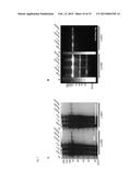 MEANS AND METHODS FOR DETERMINING NEUROTOXIN ACTIVITY BASED ON A MODIFIED     LUCIFERASE diagram and image