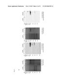 MEANS AND METHODS FOR DETERMINING NEUROTOXIN ACTIVITY BASED ON A MODIFIED     LUCIFERASE diagram and image