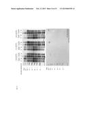 MEANS AND METHODS FOR DETERMINING NEUROTOXIN ACTIVITY BASED ON A MODIFIED     LUCIFERASE diagram and image