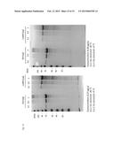 MEANS AND METHODS FOR DETERMINING NEUROTOXIN ACTIVITY BASED ON A MODIFIED     LUCIFERASE diagram and image