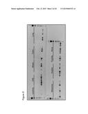 SIGLEC-15 ANTIBODIES IN TREATING BONE LOSS-RELATED DISEASE diagram and image