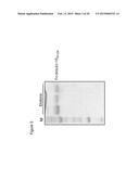 SIGLEC-15 ANTIBODIES IN TREATING BONE LOSS-RELATED DISEASE diagram and image