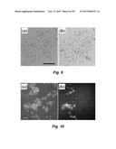 PHOTOTHERMAL SUBSTRATES FOR SELECTIVE TRANSFECTION OF CELLS diagram and image