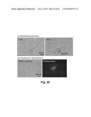 PHOTOTHERMAL SUBSTRATES FOR SELECTIVE TRANSFECTION OF CELLS diagram and image