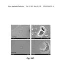 PHOTOTHERMAL SUBSTRATES FOR SELECTIVE TRANSFECTION OF CELLS diagram and image