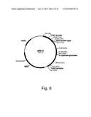 Methods of increasing secretion of polypeptides having biological activity diagram and image