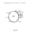 Methods of increasing secretion of polypeptides having biological activity diagram and image