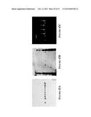 Apparatus for and Method of Processing Biological Samples diagram and image