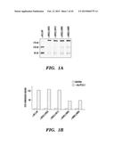 STABILIZED LOW AFFINITY CONFORMATION OF INTEGRINS FOR DRUG DISCOVERY diagram and image