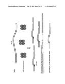 METHODS AND TRANSPOSON NUCLEIC ACIDS FOR GENERATING A DNA LIBRARY diagram and image